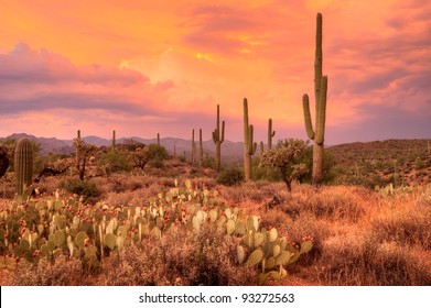 Sunset lit Saguaros in Sonoran Desert. HDR composition.