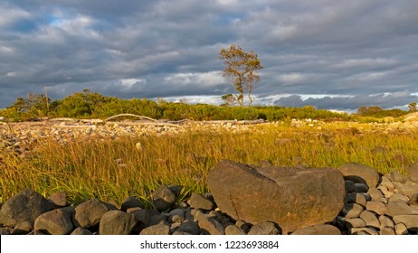 Sunset lone tree beachscape.