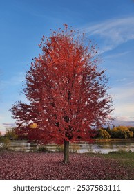 At sunset, a lone tree with red and maroon leaves stands by a tranquil lake, embracing autumn's beauty