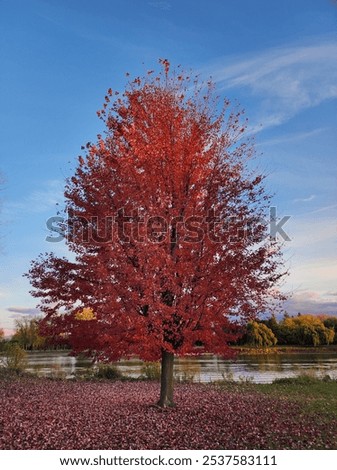 At sunset, a lone tree with red and maroon leaves stands by a tranquil lake, embracing autumn's beauty