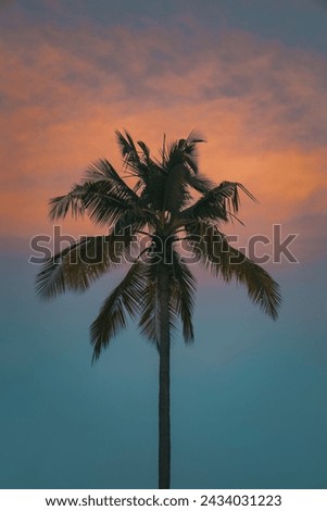 Orange und blaue Farben eines Sonnenuntergangs mit der Silhouette von Blättern und Bäumen ohne Blätter im Winter