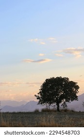
sunset and a lonely tree