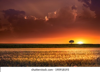 Sunset, lonely tree and wheat fields