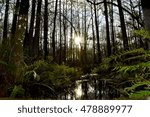 Sunset In The Marsh