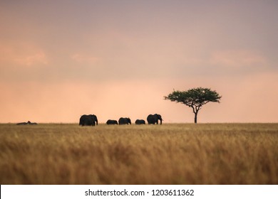 Sunset In Masai Mara (Kenya)