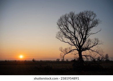 Sunset in the meadow with a tree on first plan