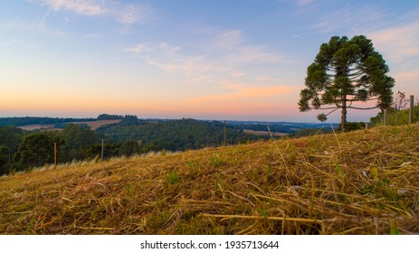 sunset with mountain, grass and pine tree