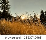 Sunset Mountains in Fall with clouds, trees, and tall grass