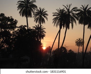 Sunset with multiple palm tree