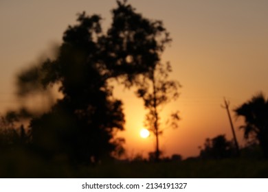 Sunset In Mustard Field, Defocused