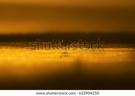 Similar – Great crested grebe swimming on a lake