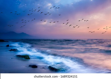 Sunset nature. Flying birds. Sea nature background.
