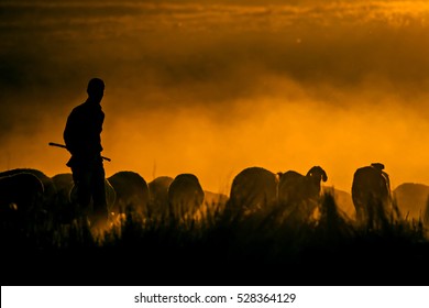 Sunset nature and shepherd. Sunset nature background. Sheeps and shepherd silhouette.