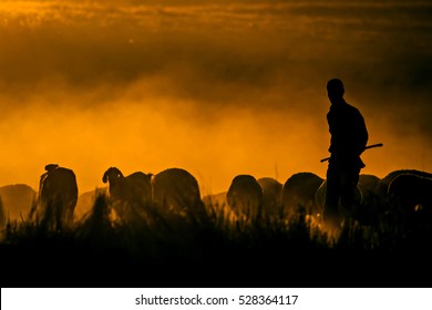 Sunset nature and shepherd. Sunset nature background. SSheeps and shepherd silhouette.