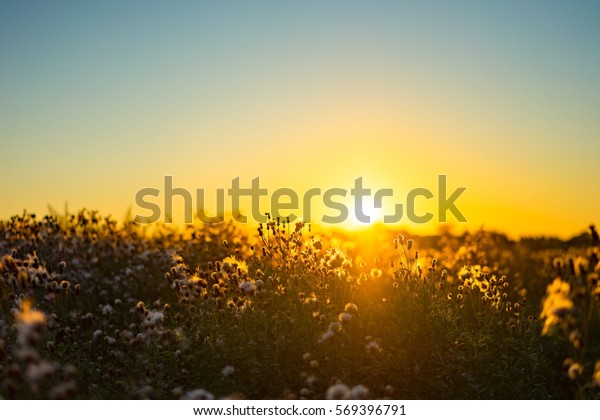 夏の野原の夕焼け自然の眺め 美しい落ち着いた夕日の背景 自然と生態のコンセプト 牧草地に金色の夕日 農村の夏の背景 日没に自然の田園花畑 の写真素材 今すぐ編集