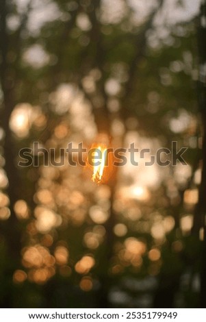 Sunset in the oak trees outside the window and the reflection of the lamp