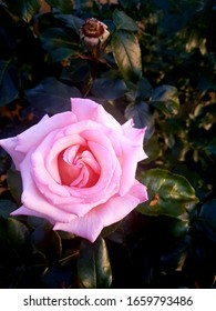 Sunset Ombre Pink Single Rose Flowee