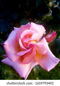 Sunset Ombre Pink Single Rose Flowee