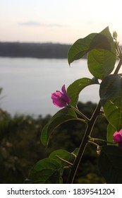 Sunset On Amazonia River. Madeira River