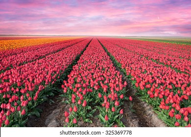 Sunset On The Blooming Tulips Field