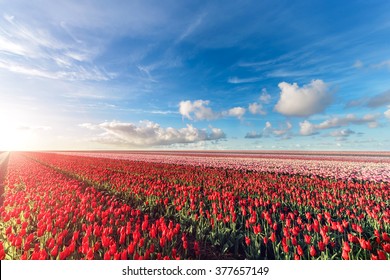 Sunset on the blooming tulips field - Powered by Shutterstock