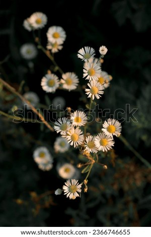 Similar – Image, Stock Photo #A0# Wildflowers