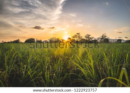 Sunset on the cane field in Siaton, Negros Oriental, Philippines