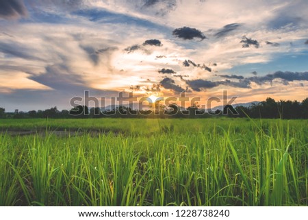 Sunset on the cane fields, Siaton, Negros Oriental, Philippines