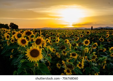 5,436 Sunflower fields france Images, Stock Photos & Vectors | Shutterstock