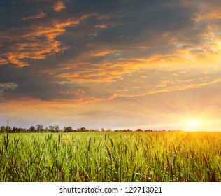 sunset on the field of wheat. Composition of nature - Powered by Shutterstock