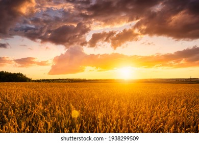 Sunset on the field with young rye or wheat in the summer with a cloudy sky background. Landscape.