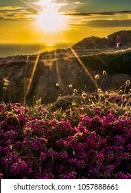 Sunset on flowering Jersey island, UK