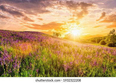 Sunset on a hill covered with lupines in summer season with cloudy sky. Landscape.