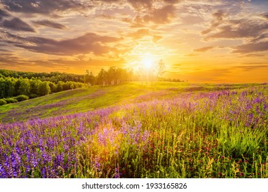 Sunset on a hill covered with lupines in summer season with cloudy sky. Landscape. - Powered by Shutterstock