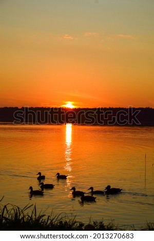Sunset on the lake. Ducks swim on the lake against the background of sunset
