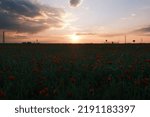 Sunset on a poppy field in the sky clouds, cars passing in the background