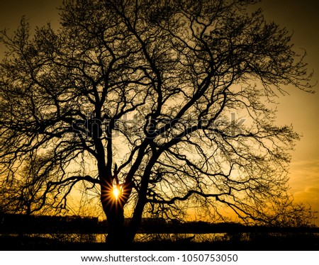 Similar – morning Deciduous tree