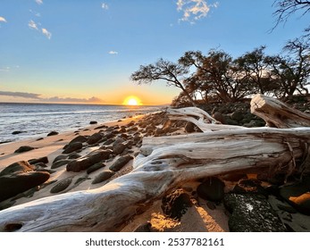 Sunset on a rocky beach with driftwood and silhouetted trees, capturing a serene coastal scene - Powered by Shutterstock