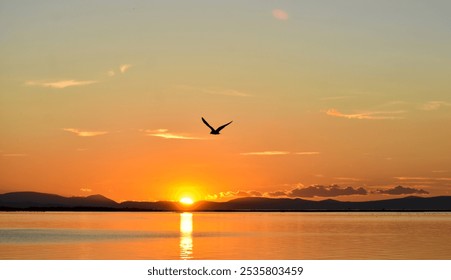 Sunset on a sea. A seagull flying on the sea, silhouette	 - Powered by Shutterstock