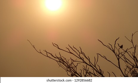 Sunset on Tree Branch