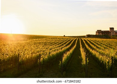 sunset on umbrian hills and wineyards - Shutterstock ID 671843182