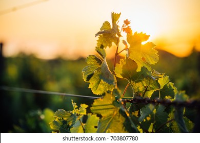 Sunset on vineyard