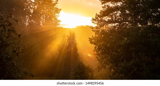 Sunset, orange clouds on the sky and the rays of the sun. Trees and mountain ash in the fog. - Shutterstock ID 1498295456