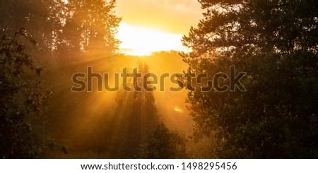 Sunset, orange clouds on the sky and the rays of the sun. Trees and mountain ash in the fog.