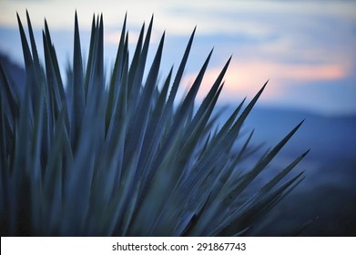 Sunset over Agave field for Tequila production, Jalisco, Mexico - Powered by Shutterstock