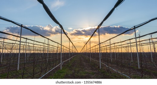 Sunset Over The Apple Orchard In Early Spring