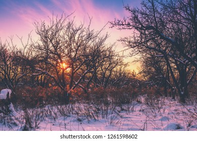 Sunset Over Apple Orchard In Frosty Snowy Morning In Snowy Winter