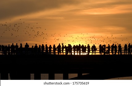 Sunset Over Austin With Hundreds Of Bats