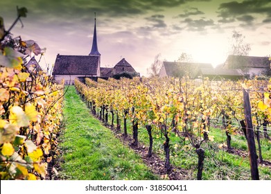 Sunset Over Autumn Vineyards Of Wine Route. France, Alsace