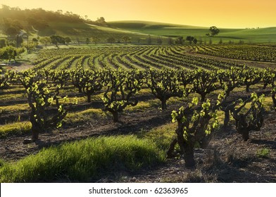 Sunset Over A Barossa Valley Vineyard, In The Spring Season. South Australia